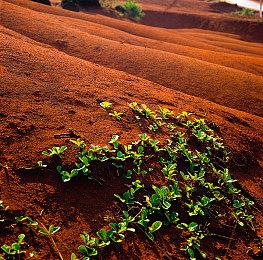 天价宝可梦卡牌遭暴力抢劫 澳大利亚警方称“火箭队”出没